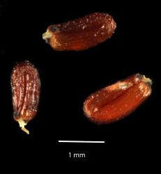 Alisma plantago-aquatica. Seeds with a distinctive furrow on each side due to the bending of the embryo (uncinate or horseshoe-shaped).
 Image: K.A. Ford © Landcare Research 2020 CC BY 4.0